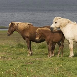 Icelandic horses (Equus scandinavicus)