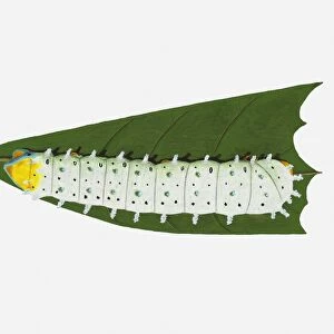 Illustration of Ailanthus Silkmoth (Samia cynthia) caterpillar feeding on leaf