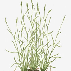 Illustration of Anthoxanthum odoratum (Sweet Vernal Grass) wild grass with flower spikes growing on mound