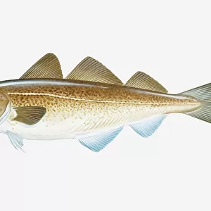 A Mounted Print Collection: Atlantic Cod