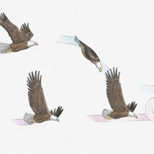 Illustration of Bald Eagles mating in flight