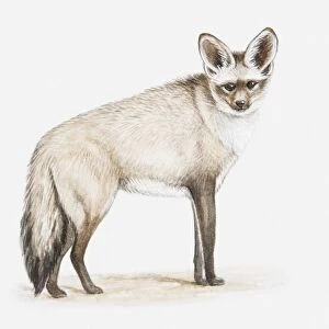 Illustration of a Bat-eared fox (Otocyon megalotis), facing foward