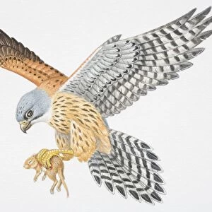 Illustration, bird of prey flying with small animal gripped in its claws