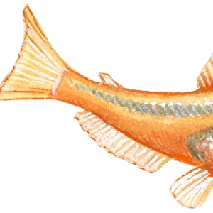 Illustration of Blind Cave Characin (Astyanax mexicanus), orange freshwater fish also known as Mexican tetra, tetra