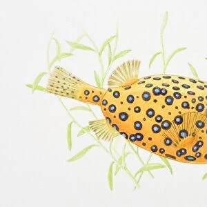 Illustration of Blue-spotted Boxfish (Ostracion cubicus)