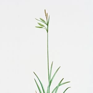 Illustration of Carex Flacca (Blue Sedge)