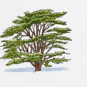 Illustration of Cedrus libani var. stenocoma (Turkish Cedar)