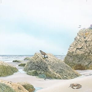 Illustration of children on beach on rocky coastline with birds, flora and sea life