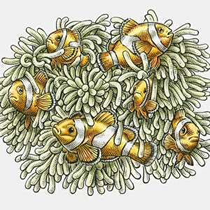 Illustration of Clown Fish in tentacles of Sea Anenome