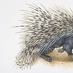 Illustration, Crested Porcupine (Hystrix cristata) digging in ground, side view