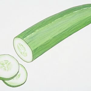 Illustration, Cucumber with two slices cut off