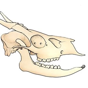 Illustration of Deer skull with open jaw showing teeth