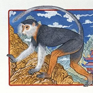Illustration of Elegant Monkey, representing Chinese Year Of The Monkey