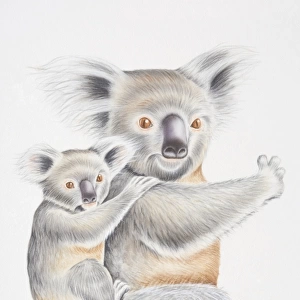 Illustration, female Koala (Phascolarctos cinereus) with baby clinging to its back, side view