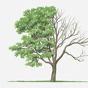 Illustration of green leaves and bare branches of Acer circinatum (Vine Maple) tree