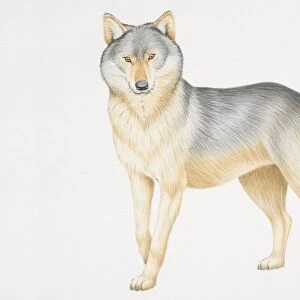Illustration, Grey Wolf (canis lupus) standing