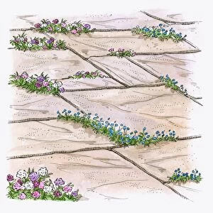 Illustration of hardy annuals growing between patio paving slabs to prevent weeds from growing