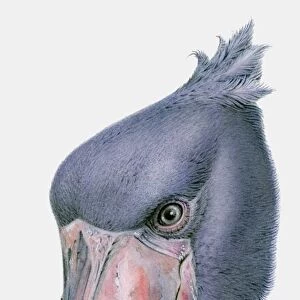 Illustration of the head of a Shoebill (Balaeniceps rex)