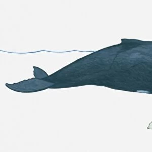 Illustration of Humpback whale (Megaptera novaeangliae) using blowhole on surface of water