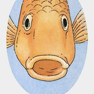 Illustration of hungry goldfish with open mouth