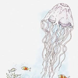 Illustration of jellyfish, small fish, sea urchins, and starfish underwater