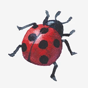 Illustration of a ladybird