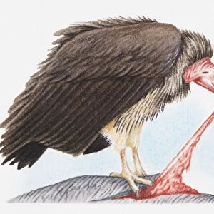 Illustration of Lappet-faced vulture (Torgos tracheliotos) feeding on another animal