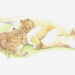 Illustration of lioness with cubs
