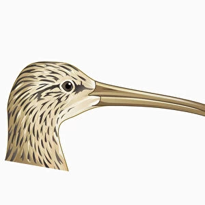 Illustration of Long-billed Curlew (Numenius americanus), profile showing long curved beak
