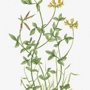 Illustration of Lotus corniculatus (Birds Foot Trefoil) with yellow flowers and pea-like pods on long stems with green leaves