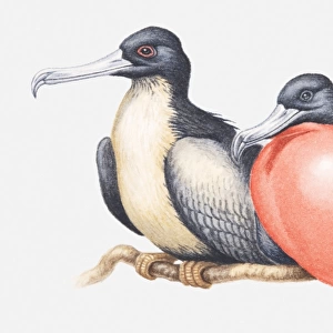 Illustration of male and female Magnificent frigatebirds (Fregata magnificens) sitting side by side