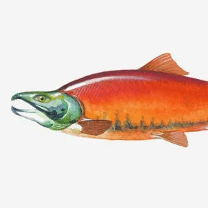 Watercolor paintings Collection: Wildlife watercolor art