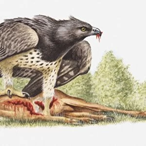 Illustration of a Martial eagle (Polemaetus bellicosus) with a dead antelope