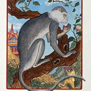 Illustration Monkey in the Fruit Tree, representing Chinese Year Of The Monke