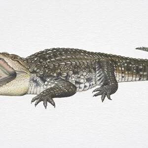 Illustration, Nile Crocodile (Crocodylus niloticus) with its jaws wide open, side view