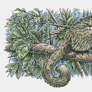 Illustration of Northern Greater Galago (Otolemur garnettii) catching insects as it stands on branch