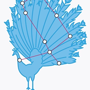 Illustration of Pavo constellation representing a peacock