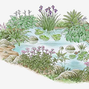 Illustration of plants growing in and surrounding garden pond
