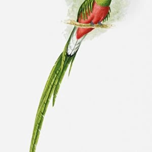 Illustration of a Resplendent quetzal (Pharomachrus mocinno) showing off its long tail