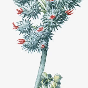 Illustration of Ricinus communis (Castor Oil Plant), with red and yellow flowers and green leaves