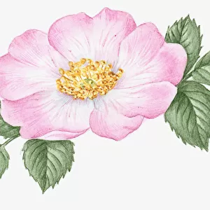Illustration of Rosa acicularis (Wild Rose), with pale pink flower, yellow stamen and green leaves