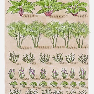 Illustration of rosemary, chives, parsley, mint, basil, globe artichokes, Jerusalem artichokes, rhub