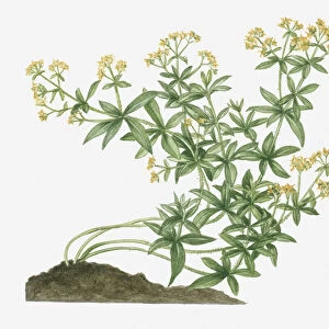 Illustration of Rubia tinctorum (Common Madder, Dyers Madder) bearing yellow flowers on long curving prickly stems