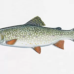 B Canvas Print Collection: Brook Trout