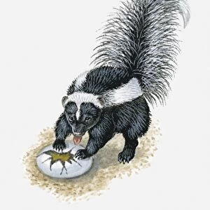 Illustration of Striped Skunk (Mephitis mephitis) licking yoke from broken birds egg