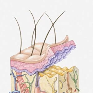 Illustration of structure of human skin and hair