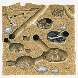 Illustration of Thirteen-lined Ground Squirrel, Striped Skunk, Prairie Rattlesnake, Plains Pocket Gopher, Black-tailed Prairie Dog, and northern pocket gopher in burrow and tunnel system