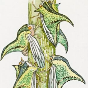 Illustration of Thorn Bugs (Umbonia crassicornis) on stem showing pronotal horns