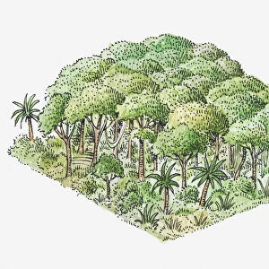 Illustration of tropical rainforest
