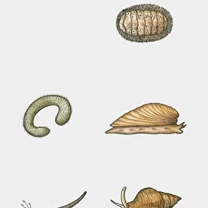 Illustration of various types of mollusc